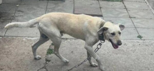 Пес, якого зрадили: історія про песика Тома, що живе у дніпровському притулку