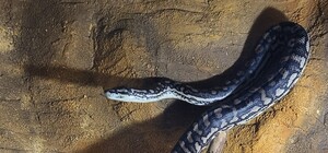 У центрі Одеси знайшли величезного пітона