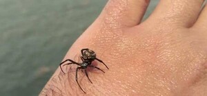 Отримай відповідь: що робити якщо вкусив павук