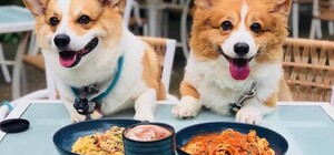 8 закладів у Дніпрі, куди можна сходити із домашніми улюбленцями