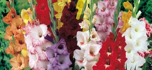 Виставка гладіолусів