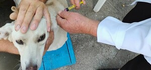 На Одещині безкоштовно вакцинують тварин від сказу: куди звертатися