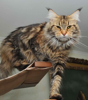 В Одесі за понад 100 тисяч гривень продають кошенят: який мають вигляд найдорожчі пухнастики