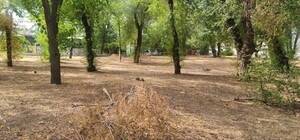 У Запоріжжі може з'явитися новий сквер біля Центрального пляжу