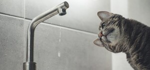 Забруднення Десни може вплинути на якість води в столиці: чи безпечна вода з-під крана та чи варто робити запаси киянам