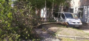 У Дніпрі через сильні пориви вітру падають дерева