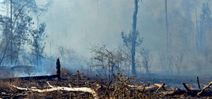 Терехов прокоментував долю лісосмуги, що згоріла в районі ТРЦ 