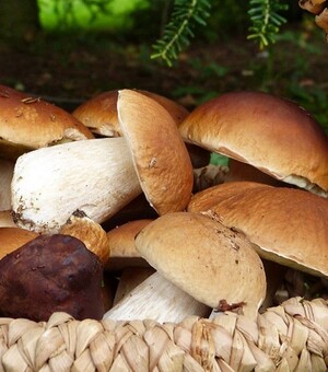 Грибні тури у Карпатах: які є пропозиції і ціни 2024