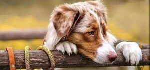 Благодійний фестиваль 