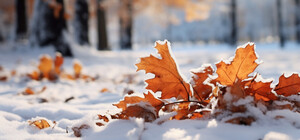 Цими вихідними у Харкові може випасти сніг