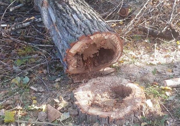 У Львові біля цирку висадять нові дерева 