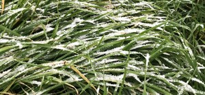 В Одесі випав перший сніг