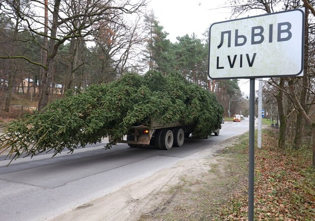 У центрі Львова встановили головну ялинку міста: фото і відео. 