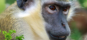 У Харкові виділили гроші на відновлення зоопарку