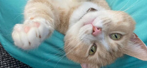 У Запоріжжі вимушено закривається котокафе: для котів шукають добрі руки