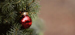 У Харкові стартував продаж ялинок: ціни зросли