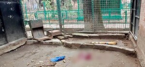 Зоозахисники вимагають розслідування вбивства леопарда в одеському зоопарку