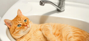 Наступного тижня в Дніпрі відключатимуть боржникам воду: адреси будинків