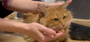 У Києві врятували кота, який шість днів був замкнений у квартирі: власника затримав ТЦК