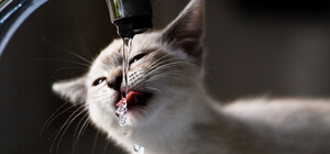 Наступного тижня у Дніпрі відключатимуть воду боржникам: адреси будинків