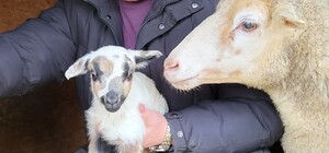 Друге поповнення за рік: в Одеському зоопарку народилися двоє ягнят