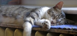 Частина Одеси два дні буде без тепла: адреси