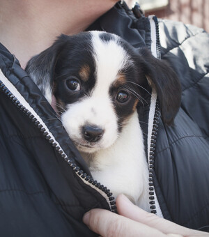 Дай шанс на щасливе життя: 10 тваринок, яких віддають у Запоріжжі безкоштовно