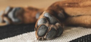 У Запоріжжі знайшли ще одне тіло спаленої тварини: підлітків підозрюють у серії жорстоких убивств