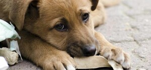 Отруєння безпритульних собак на Одещині: коментар поліції