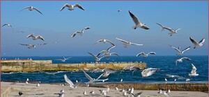 Перші весняні дні: яка погода буде в Одесі цими вихідними