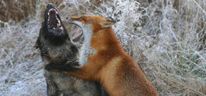 Під Харковом виявлено два випадки сказу