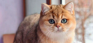 У Запоріжжі безкоштовно віддають кішку дорогої породи (фото) 