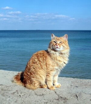 Концерт Alekseev та шоу 