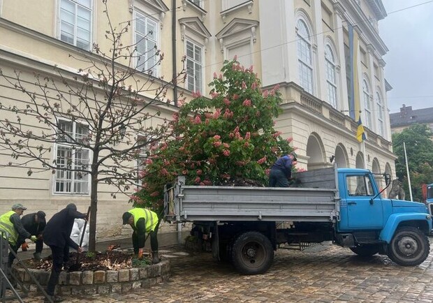 На Площі Ринок видалили два всохлі каштани 