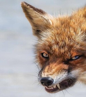 У Запоріжжі 49 людей звернулися до медиків через укуси тварин: що робити в таких випадках