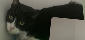 Загубилися під час обстрілу Одещини: котів Білякова знайшли, пошуки собаки тривають