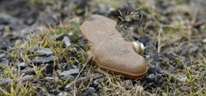 Під Харковом жінка підірвалася на міні 