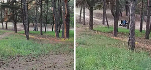 У міському лісі Дніпра мотоциклісти влаштували 