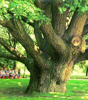 У Запоріжжі помер легендарний 700-річний дуб: історія дерева, яке стало символом міста