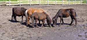 Волонтери евакуювали чотирьох поні з прифронтового села Дніпропетровської області