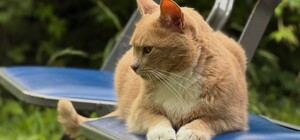 Класика з котами у дворі Людкевича