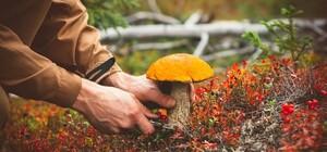 На Одещині троє людей отруїлися грибами домашнього приготування