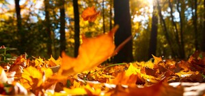 Бабине літо ще триває: яка погода буде в Одесі цими вихідними