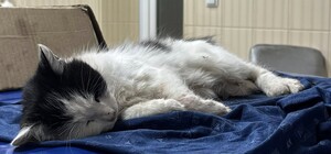 У Харкові почастішали випадки отруєння котів