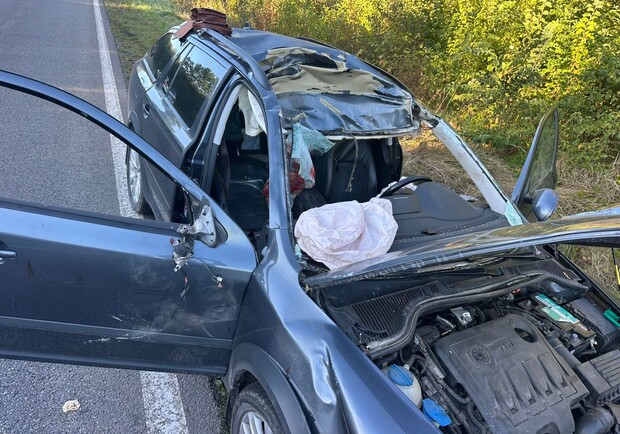 На Львівщині лось вискочив на автомобіль, загинула людина: фото. 