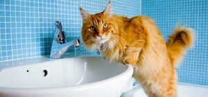 У частині Одеси весь день не буде води: коли та за якими адресами