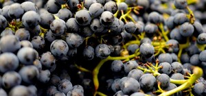 Де на цьому тижні у Києві пройдуть продуктові ярмарки. Адреси