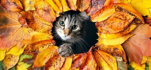 Скільки буде вихідних і свят у жовтні 2025 року: календар робочих днів і важливих подій