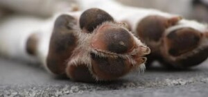 Мешканцю Дергачів загрожує до 8 років в'язниці за вбивство власного собаки