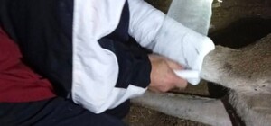 В Одеському зоопарку травмувалася самка оленя: що із твариною